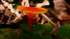 Hygrocybe insipida