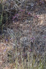 Boechera sparsiflora