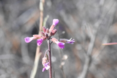 Boechera sparsiflora