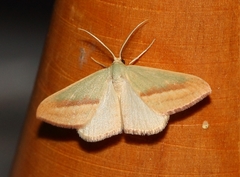 Chlorerythra rubriplaga