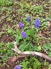 Muscari botryoides