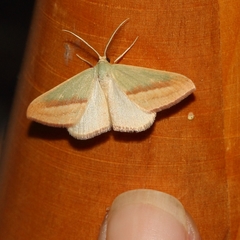 Chlorerythra rubriplaga