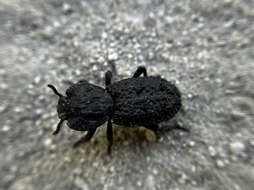 iNaturalist observation photo of Diabolical Ironclad Beetle