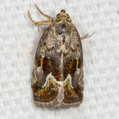 Deltote bellicula