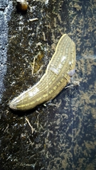 Whitmania pigra