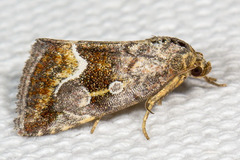 Deltote bellicula
