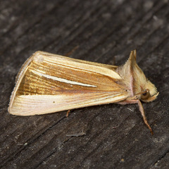 Plusia venusta
