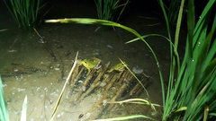 Pelophylax chosenicus