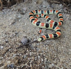 Sonora palarostris