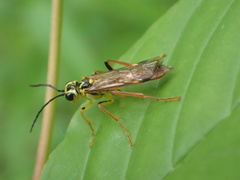 Tenthredo verticalis