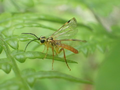 Tenthredo verticalis