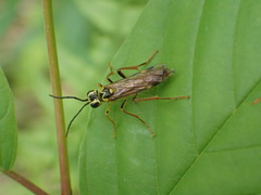 Tenthredo verticalis
