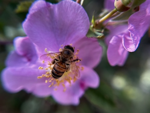iNaturalist observation photo of Western Honey Bee