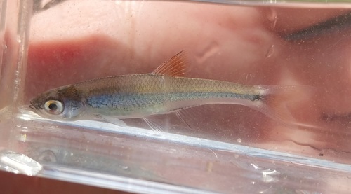 Cherryfin Shiner