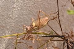 Steropleurus