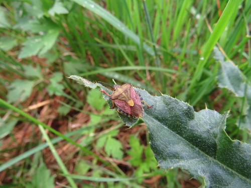 Rausvasparnė skydblakė