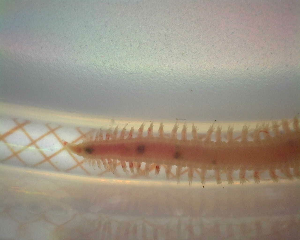 Glycerine Worm