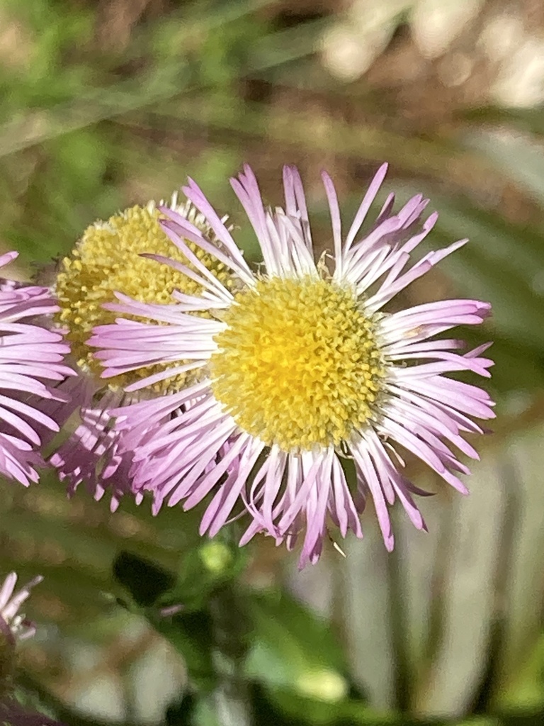 Erigeron philadelphicus