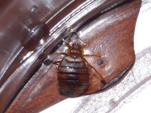 Bed bug