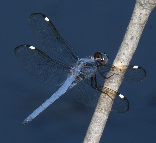 Spangled Skimmer photo 5