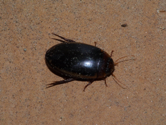 Hydaticus bimarginatus