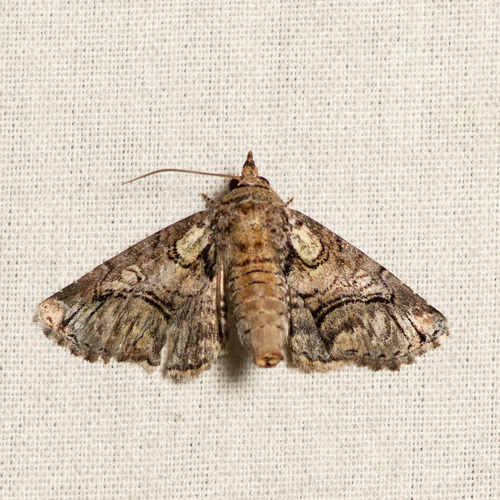 Pygmy Paectes Moth photo 5