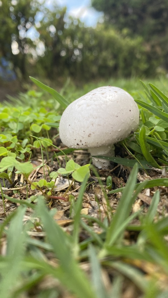 Agaricineae from unitec campus toluca santa ana tlapaltitl n edo m x