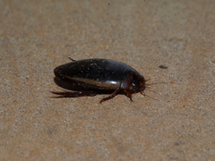 Hydaticus bimarginatus