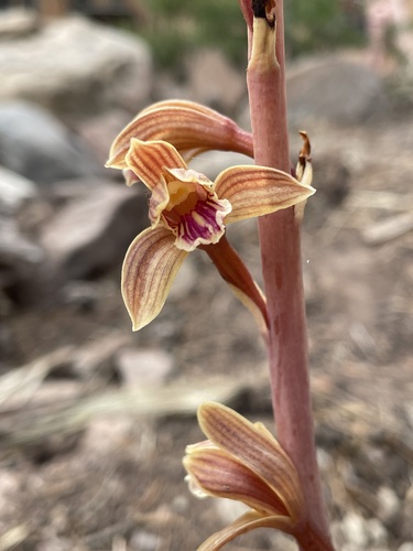 Image of Arizona Crested Coralroot (Bletia arizonica) by (c) Martin Purdy, some rights reserved (CC BY)