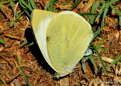 Pieris brassicae nepalensis