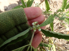 Asclepias emoryi