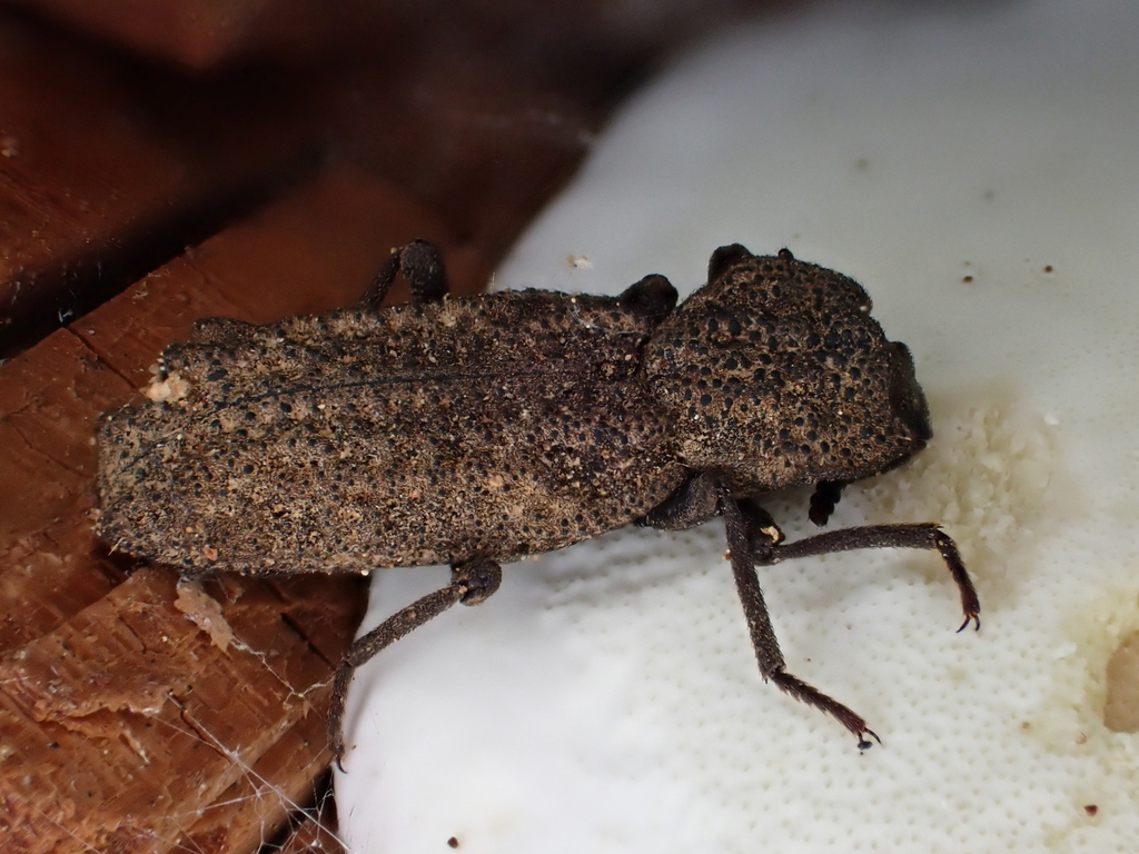 Phellopsis porcata