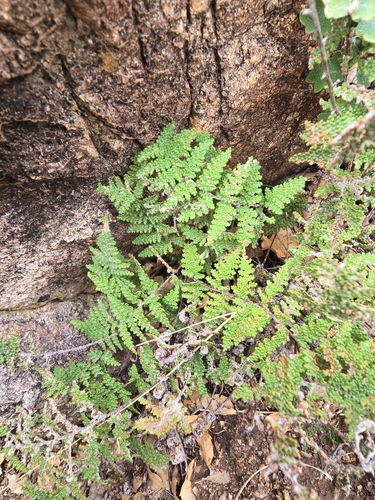 Image of Myriopteris yavapensis by no rights reserved