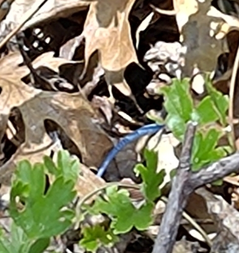iNaturalist observation photo of Gilbert's Skink