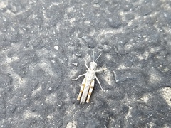 Xeracris minima