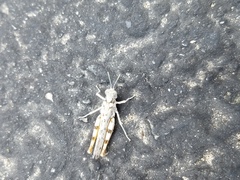 Xeracris minima