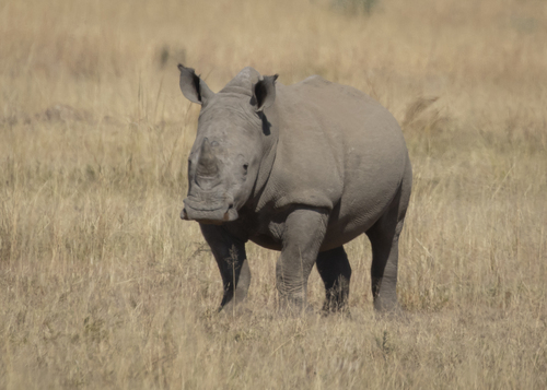White rhinoceros