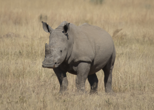 White rhinoceros