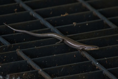 Plestiodon tetragrammus