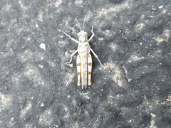 Xeracris minima