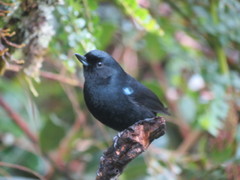 Diglossa lafresnayii