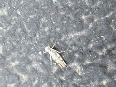 Xeracris minima