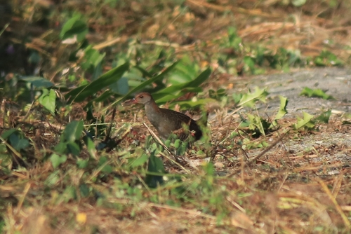 Slaty-breasted Rail (Lewinia striata), photo 8