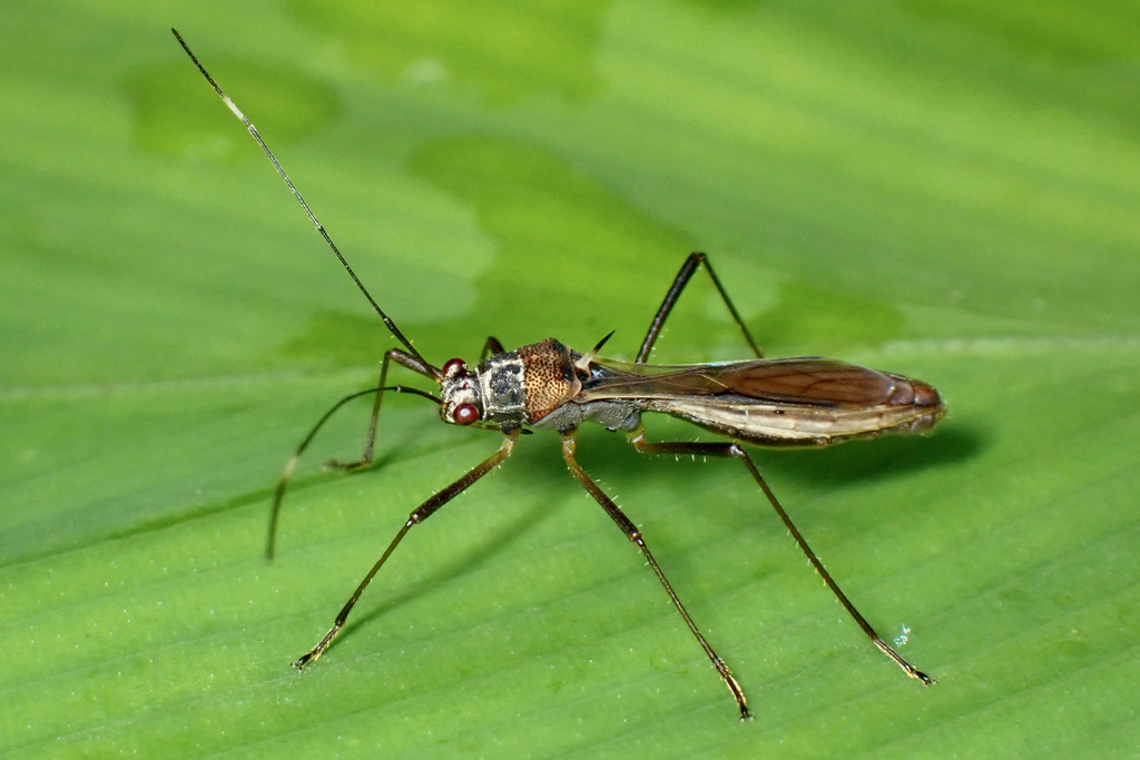 Neocolobrathristes