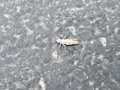 Xeracris minima