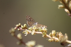 Apodemia hypoglauca hypoglauca