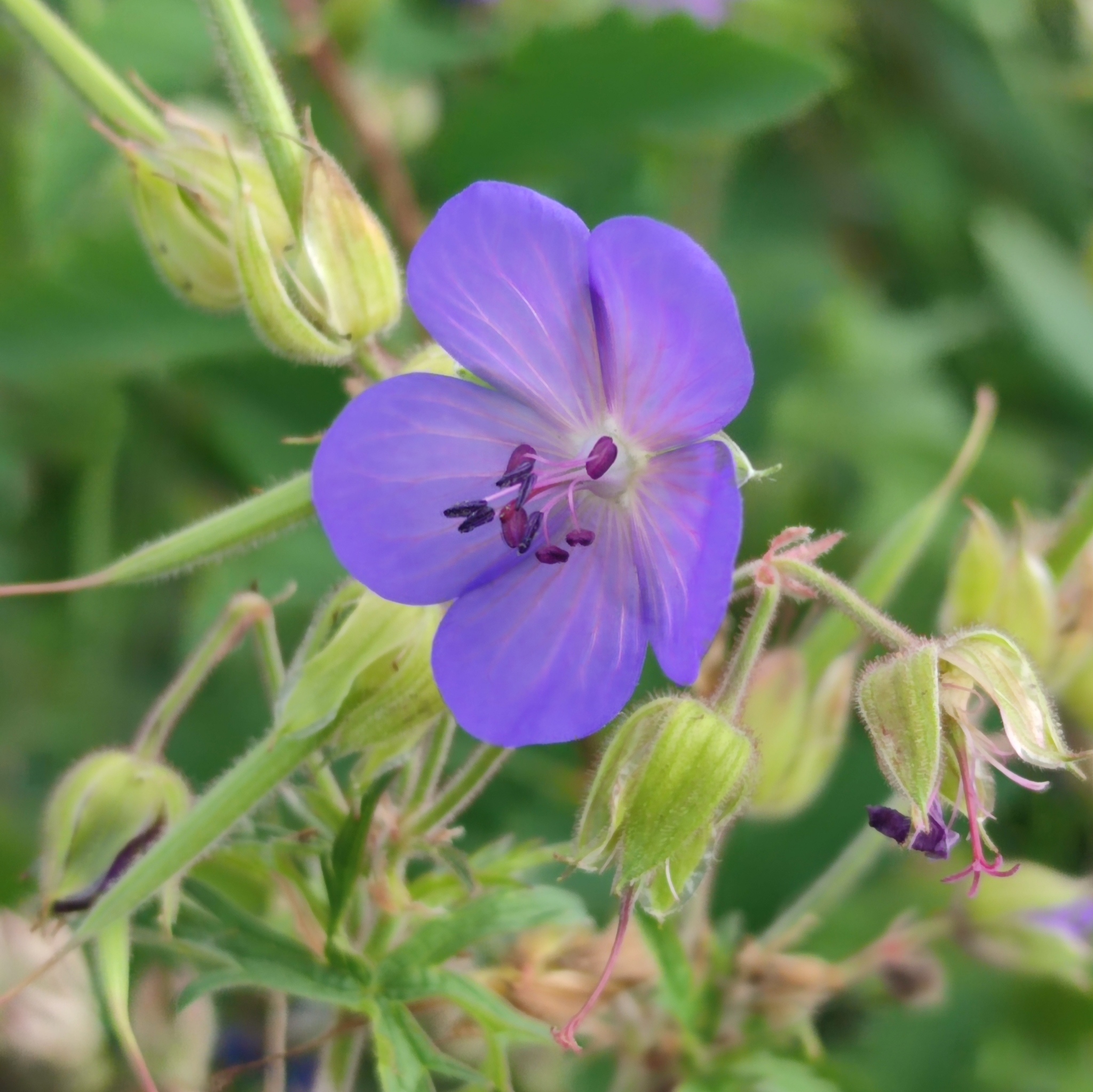 Geranium