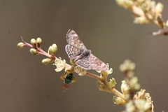 Apodemia hypoglauca hypoglauca