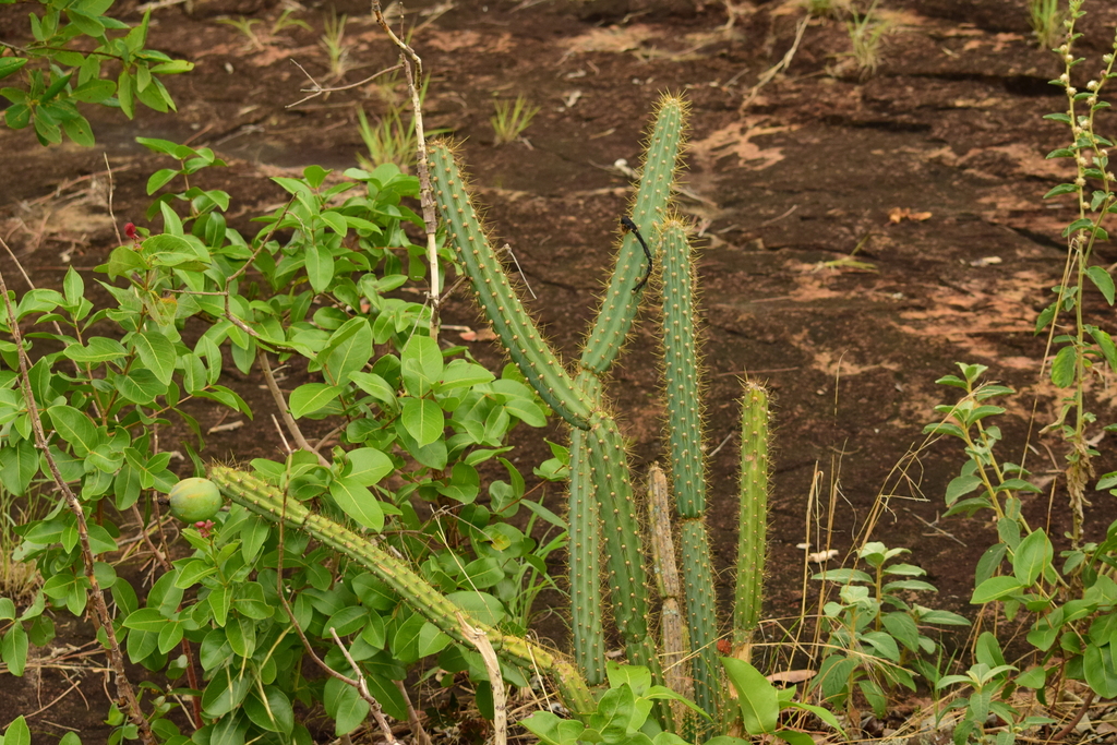 Cereus alex-bragae