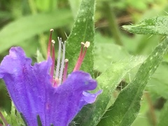 Echium vulgare